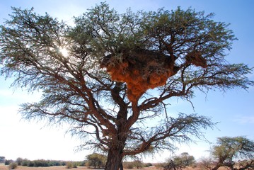 Nido di passero repubblicano su un acacia africana in Namibia - obrazy, fototapety, plakaty