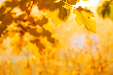 Naklejka na ściany i meble autumn background of colored leaves