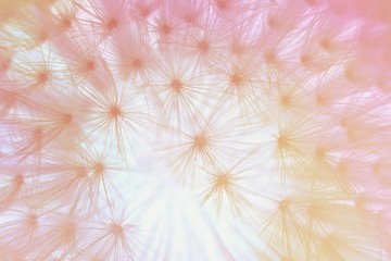 Fototapety  Abstrakcyjne tło, kwiat mniszka z bliska, pastelowe kolory