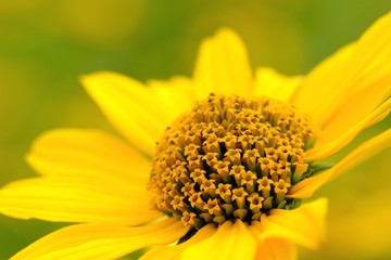 満開のルドベキアのマクロ写真