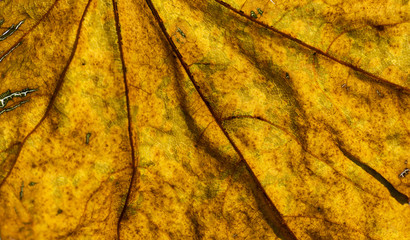 Autumn leaf closeup view - natural background. Shallow depth field.