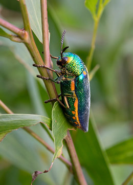 Close up of jewel beetle on twig
