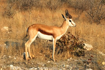 al Parco Nazionale Etosha in Namibia Africa