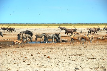Fototapeta na wymiar al Parco Nazionale Etosha in Namibia Africa