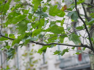 Maple.  The leaves are going to change color.