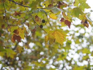 Maple.  The leaves are going to change color.