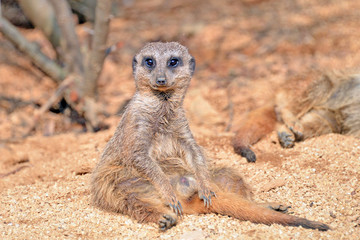 una mangusta in primo piano