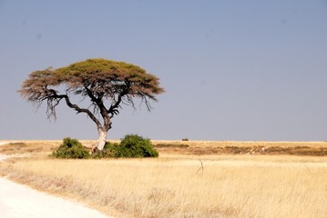 Obraz premium Acacia nella savana in Namibia, Africa
