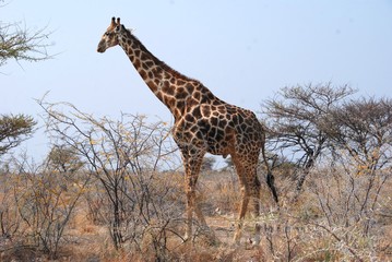 Giraffa al Parco Nazionale Etosha in Namibia Africa