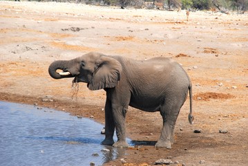 al Parco Nazionale Etosha in Namibia Africa