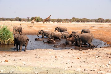 Elefanti al parco Nazionale Etosha in Namibia Africa
