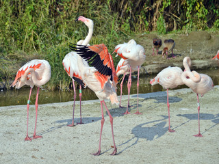 gruppo di fenicotteri rosa