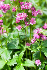 Obraz premium The pink and white spiky flowers of the Astrantia major, Rosea, plants
