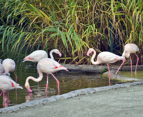 gruppo di fenicotteri rosa