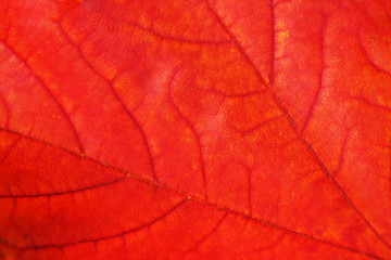 Fototapeta premium Maple leaf close-up.