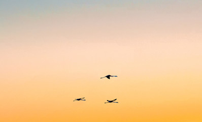 Flamingos in Atacama