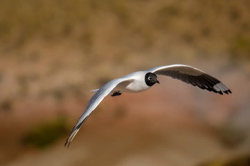 Möwe