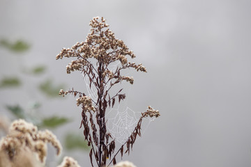 flowered seeds of a meadow plant with dew covered spider webs in autumn