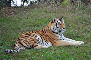 una tigre distesa per terra