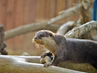 una lontra vista in primo piano