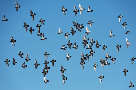 Flock of postal pigeons in flight against the blue sky