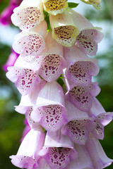 Close up of foxglove flower, Digitalis purpurea 'Camelot Lavender'