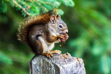 Naklejka na ściany i meble Red squirrel, Sciurus vulgaris, sitting on a tree trunk eating a nut