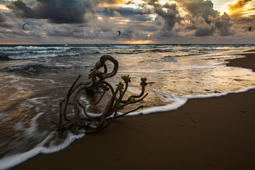 Paesaggio marino al tramonto con ramo e fiori in primo piano
