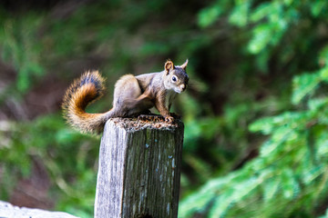 Red squirrel, Sciurus vulgaris, sitting on a tree trunk eating a nut
