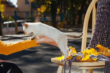 Thai pelage breed kitten small cat pet white beige blue eyes sunlight sun yellow leaves autumn chair coffee plaid cup