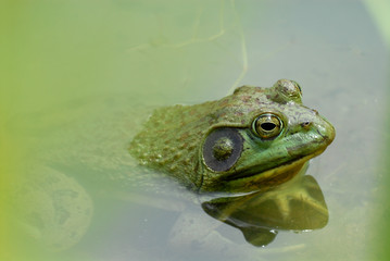 Green Frog