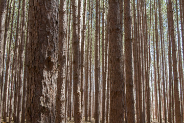 Pine Trees in the Forest