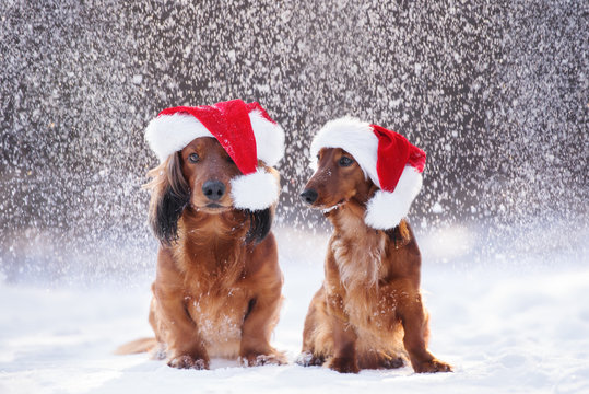 Dachshund through the snow hat 2025
