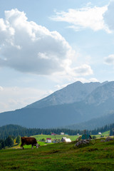 Cow. Montenegro, Durmitor National Park
