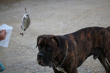 chien cane corso à la mer