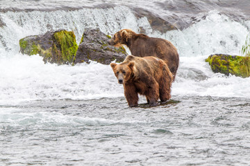Grizzly bear in Alaska Katmai National Park hunts salmons (Ursus arctos horribilis)