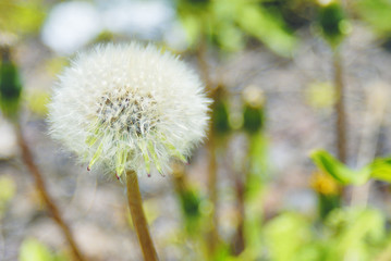 タンポポ　綿毛　素材