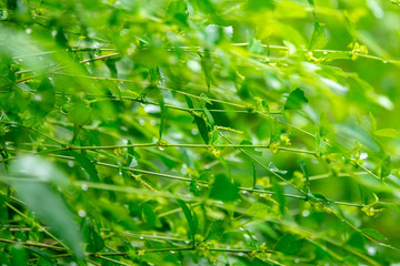 Fototapeta premium Green leaves in nature with greenery background