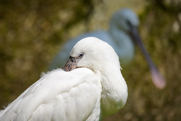 Closeup of a spoonbill