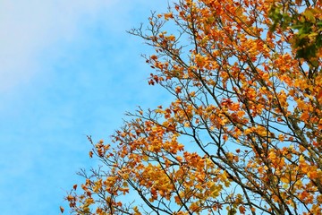 A big maple tree with orange, red leaves and blue sky in autumn. Nature concept.