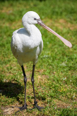 Closeup of a spoonbill