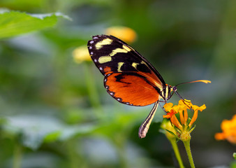 Fototapeta na wymiar Papillon Heliconius hecale sur une fleur