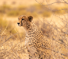 Male cheetah surveying the savannah