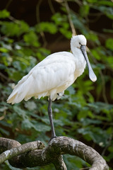 Closeup of a spoonbill