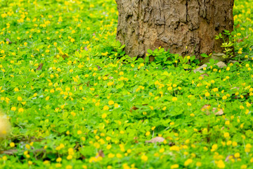 Green leaves in nature with greenery background