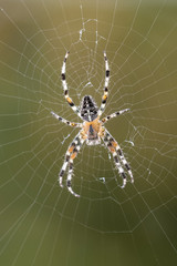 Cross spider in its web