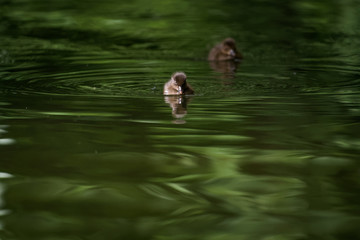 Pochard duckling on a lake