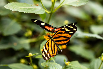 Papillon Heliconius ismenius ou l’Œil du Tigre sur une plante
