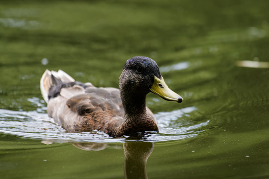 Male mallard duck on a lake
