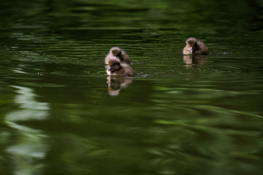 Pochard duckling swimming on a lake